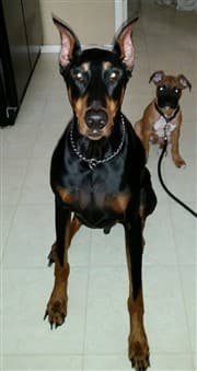 large-doberman-and-boxer-puppy
